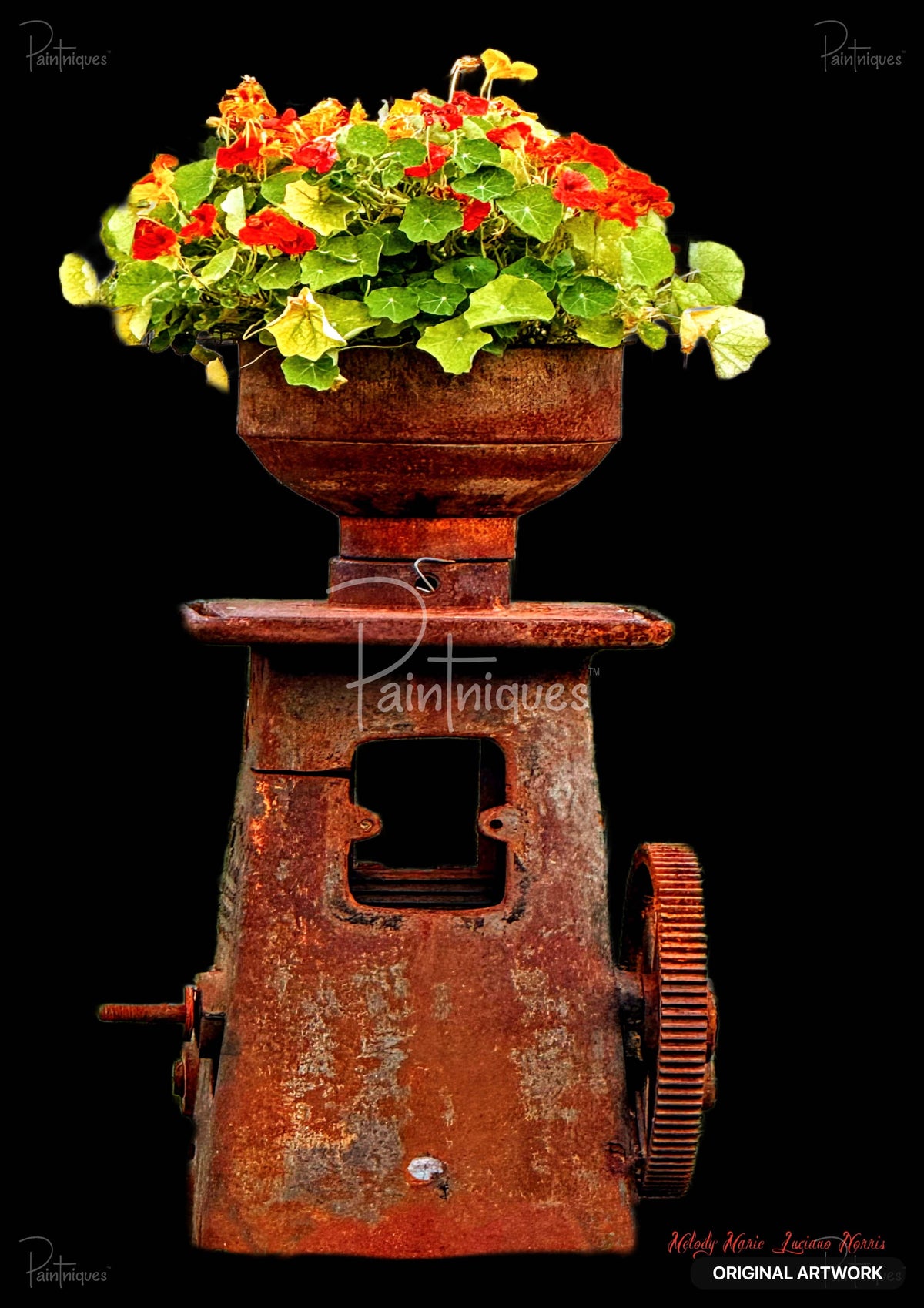 Red and yellow nasturtiums growing in a rusted antique cast iron grinder against a solid black background.