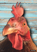 Close-up of a rooster head with a red comb and wattle against a distressed light blue wooden plank background.