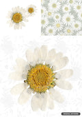 A collage showing two pressed daisies, a green background with painted daisies, and a large pressed daisy on a faded floral pattern.