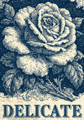 Vintage engraved cream rose and leaves on navy background with ornamental scrollwork and the word 'DELICATE' at bottom.