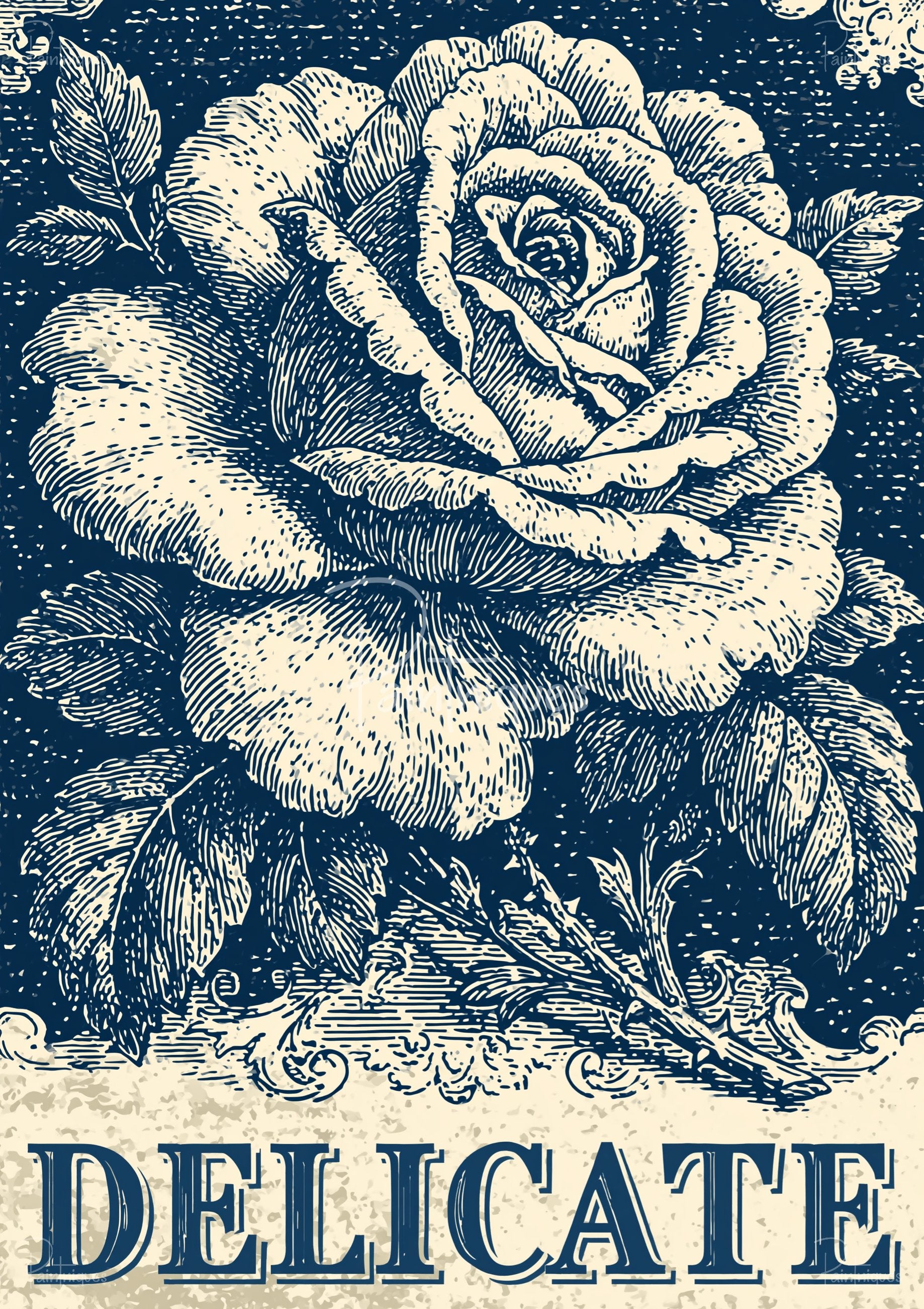 Vintage engraved cream rose and leaves on navy background with ornamental scrollwork and the word 'DELICATE' at bottom.
