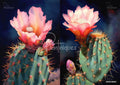 Two paintings of flowering cacti. Left: a large pink bloom on a green prickly pear. Right: a pink bloom and bud on a green cactus.