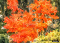 Watercolor painting of vibrant orange and red autumn tree foliage against a dark green forest.
