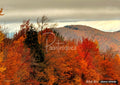 A mountainside covered in vibrant orange and red autumn trees, with some bare branches and dark green evergreens. Overcast sky.