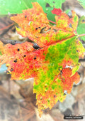 A jagged-edged autumn leaf, primarily orange and red with sections of green, featuring small holes and imperfections.