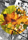 A circular color photo of orange and green autumn leaves on branches, against a black and white background.