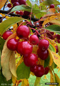 Bright red berries on branches, surrounded by green and yellow autumn leaves.