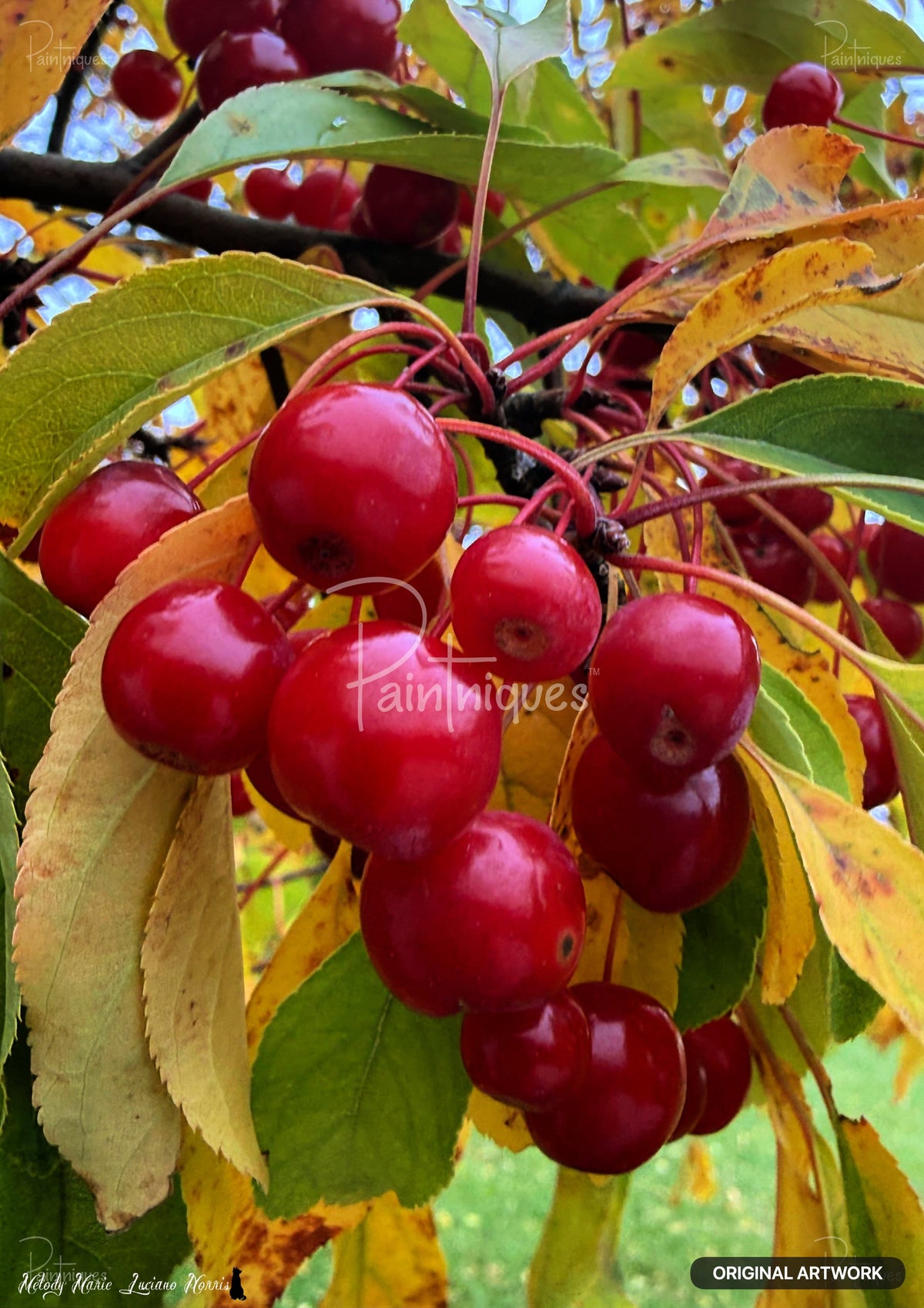 Bright red berries on branches, surrounded by green and yellow autumn leaves.