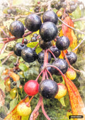 Watercolor painting of dark berries on branches, with some red and yellow berries, and green and orange leaves.