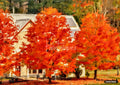 Oil painting of vibrant red and orange autumn trees standing in front of a white house with fallen leaves on the ground.