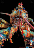 Close-up, front view of a vibrant lobster with red, orange, blue, and green body parts, against a black background.