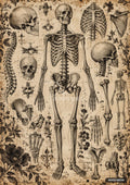 Vintage anatomical skeleton and bone illustrations with ornate floral and foliage patterns on aged paper.