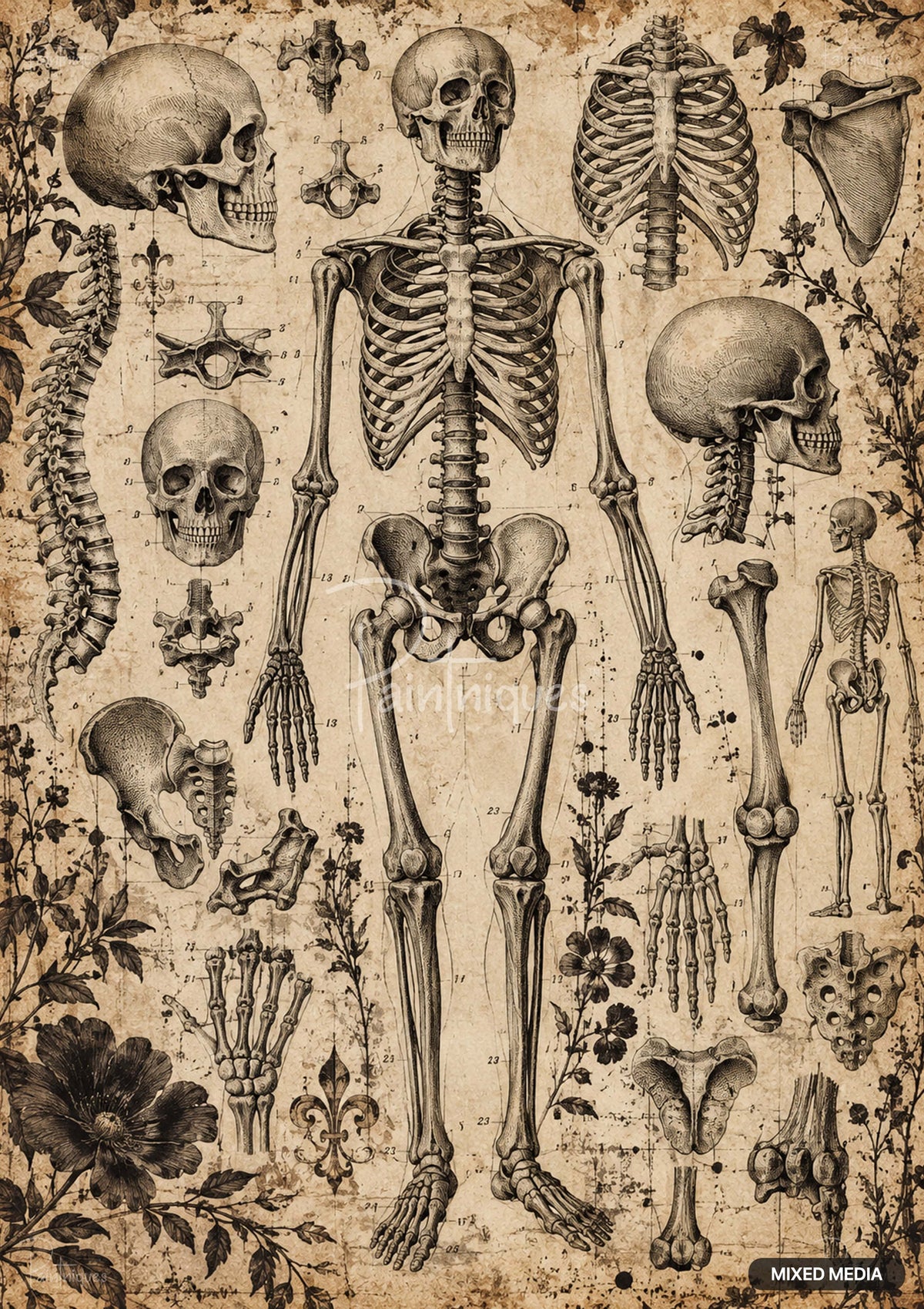 Vintage anatomical skeleton and bone illustrations with ornate floral and foliage patterns on aged paper.