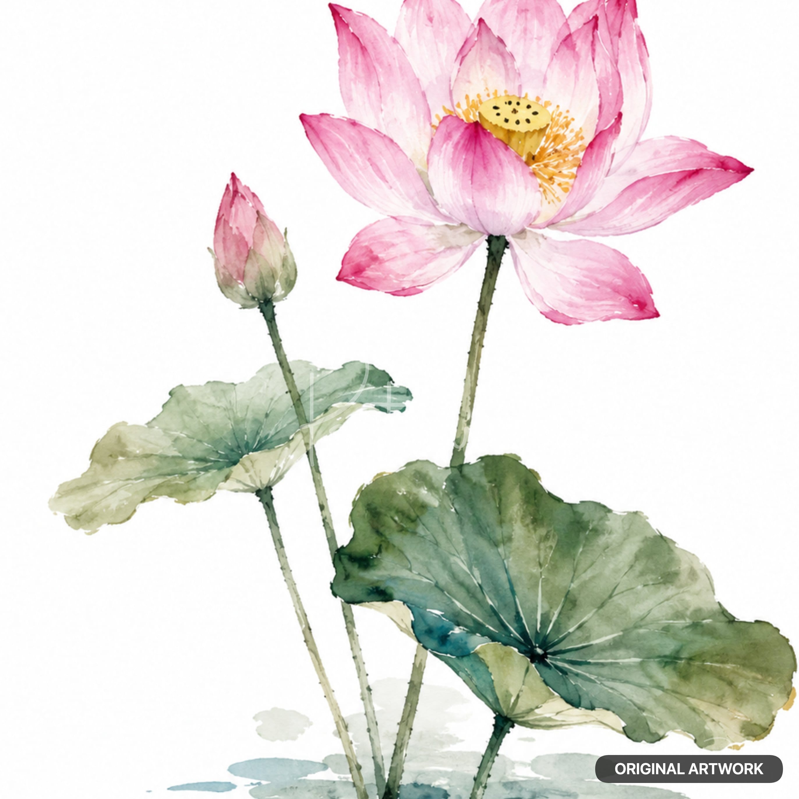 Watercolor illustration of one open pink lotus flower with a yellow center and one closed lotus bud. Green leaves.