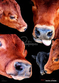Collage of brown cows and a black calf showing close-up faces and expressions against a black background.