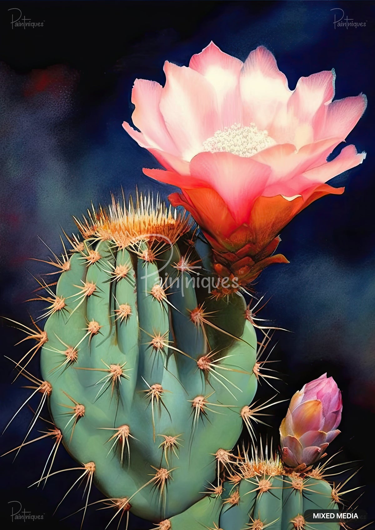 A vibrant pink cactus flower blooming from a green cactus, with a smaller bud below. Dark background.