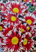 Painting of tightly packed red and white daisy-like flowers with bright yellow centers, rendered with thick, textured brushstrokes.