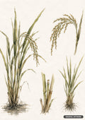 Watercolor depictions of rice plants, including stalks with grain, cut stalks, and a plant with exposed roots.