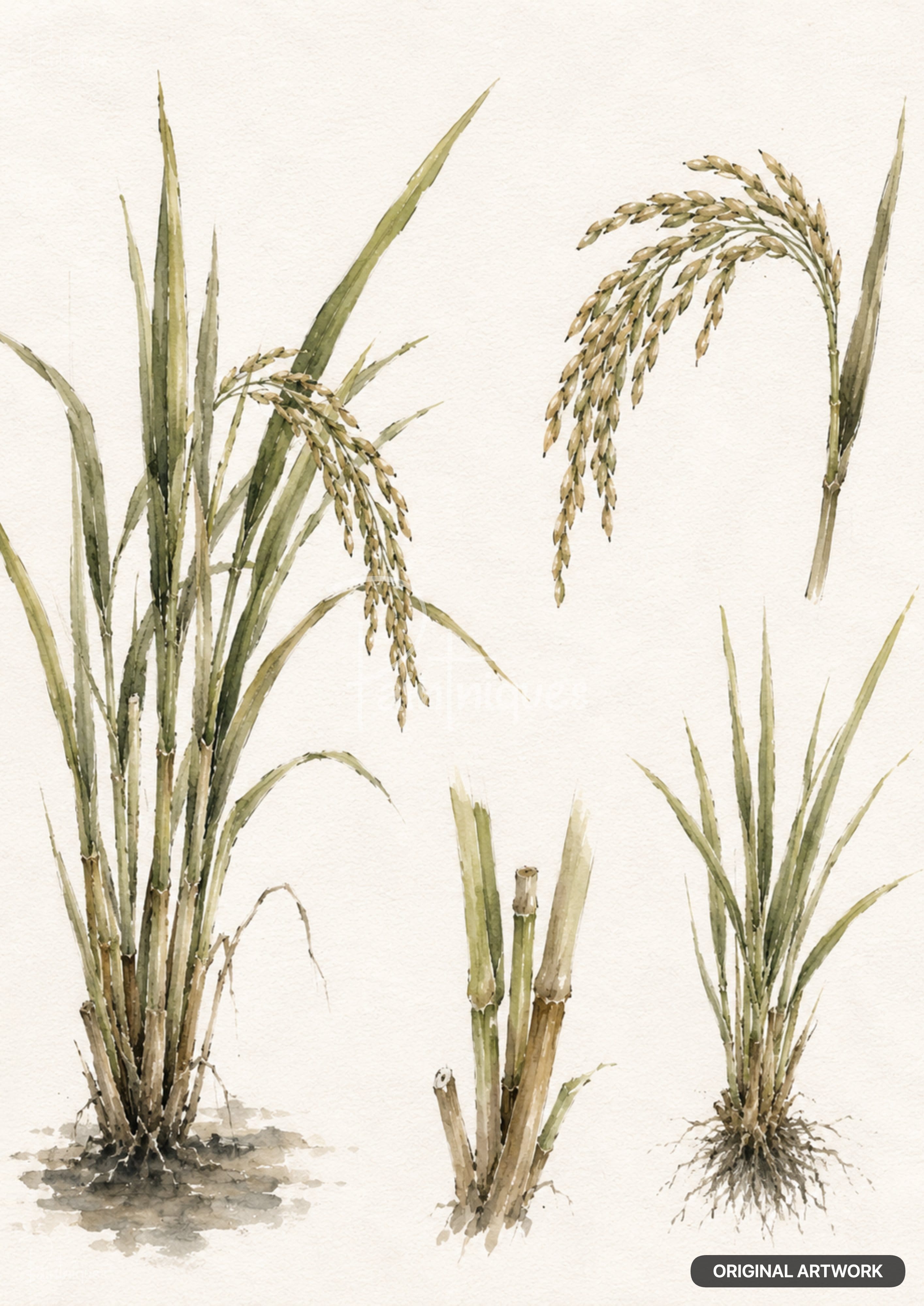 Watercolor depictions of rice plants, including stalks with grain, cut stalks, and a plant with exposed roots.